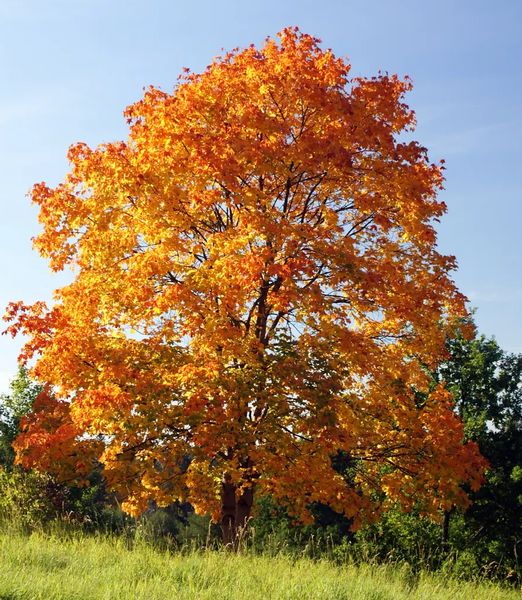 Acer platanoides